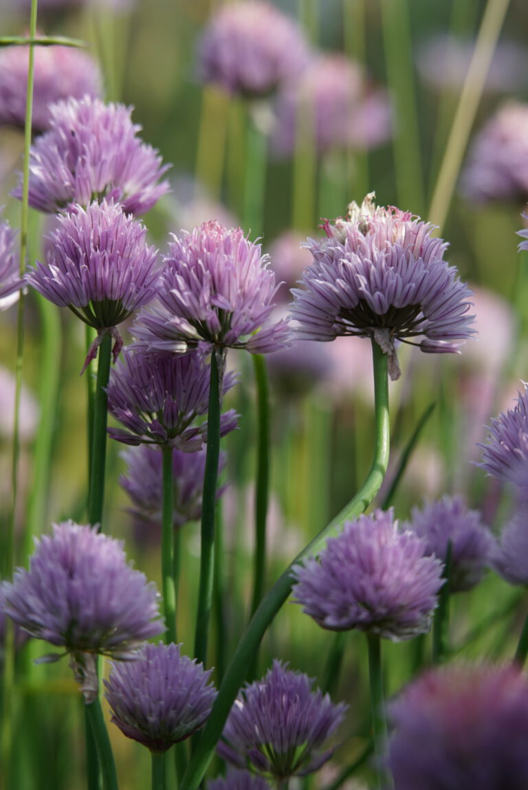 Home Allgemeinmedizin in RavensburgOberhofen